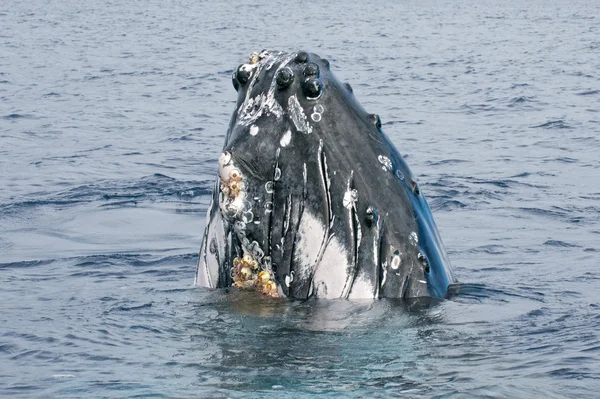 ザトウクジラの頭まで来て — ストック写真