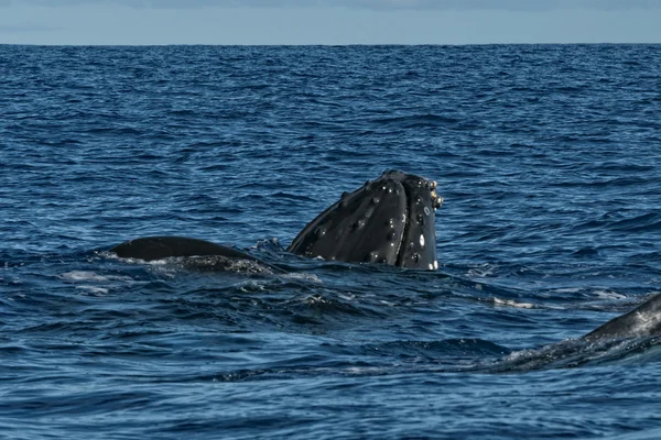 Cabeça de baleia-jubarte a subir — Fotografia de Stock