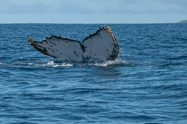 Kambur balina kuyruğu sualtı iniyor — Stok fotoğraf
