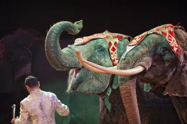 Elefante de circo —  Fotos de Stock