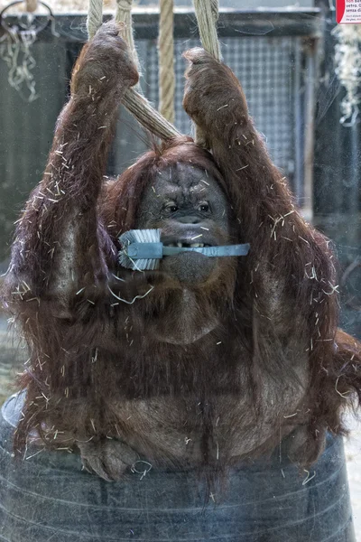 Orang utan 猴子关在动物园里的肖像 — 图库照片