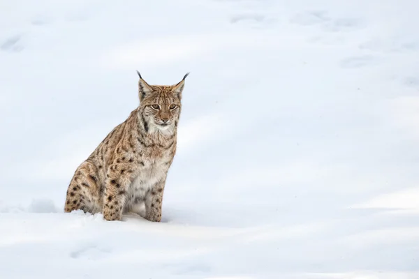 猞猁在雪背景时看着你 — 图库照片