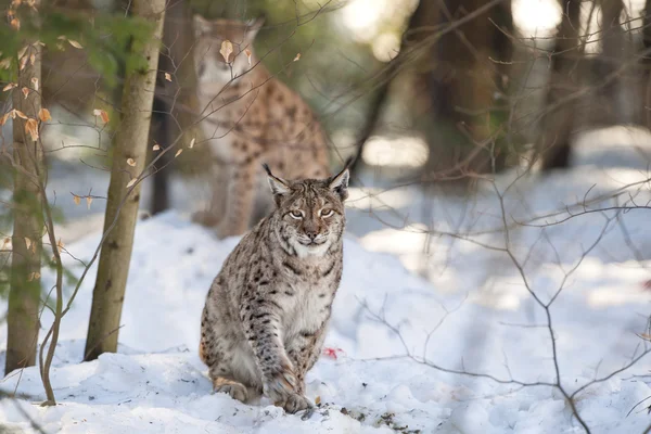 Lynx in the snow background while looking at you — Stock Photo, Image