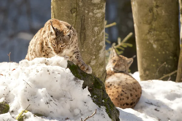 Lodjur i snö bakgrunden medan du tittar på du — Stockfoto