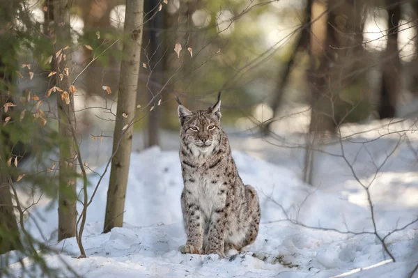 Lynx dans le fond de neige tout en vous regardant — Photo