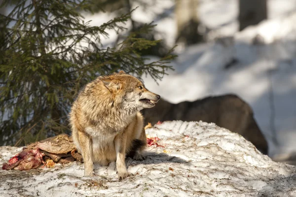 Lobo comendo na neve — Fotografia de Stock