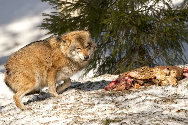 Loup manger dans la neige — Photo