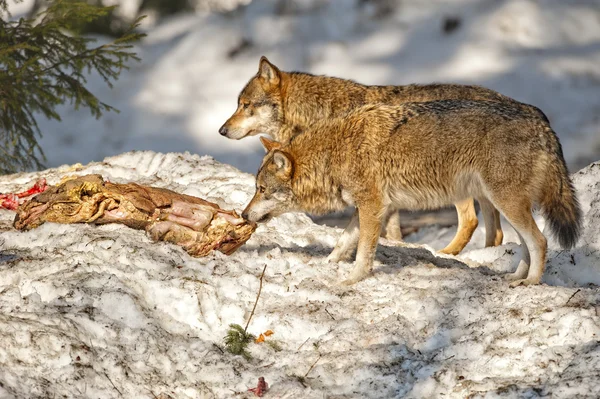 Groupe de loup gris sur le fond de neige — Photo