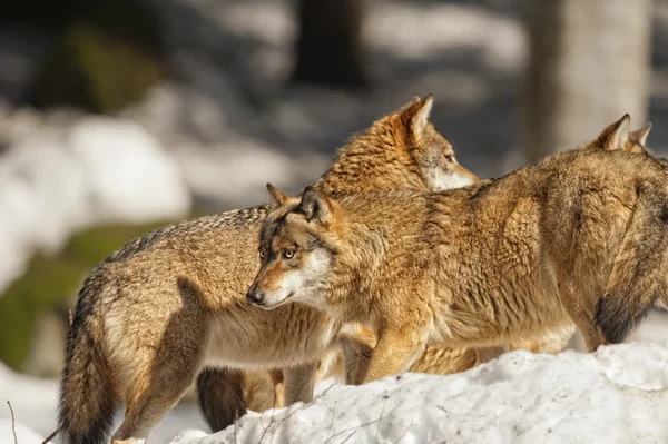 Gruppe von grauen Wölfen auf dem Schnee Hintergrund — Stockfoto