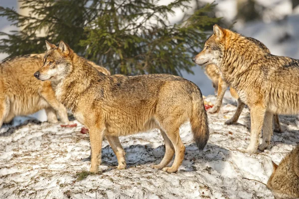 Grupo de lobo cinzento no fundo da neve — Fotografia de Stock