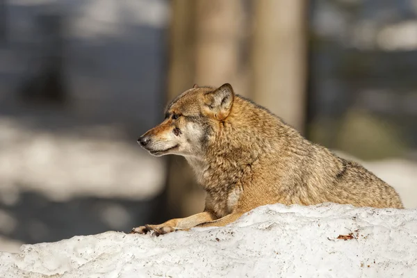 Grauer Wolf auf dem Schneehintergrund — Stockfoto