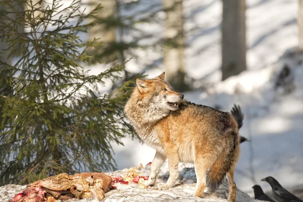 Karda yiyen kurt — Stok fotoğraf