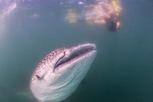 Tubarão-baleia aproxima-se de um mergulhador subaquático em Baja California — Fotografia de Stock