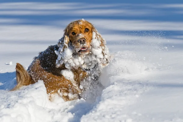 Puppy Dog while playing on the snow — Stock Photo, Image