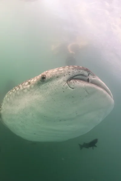 Tiburón ballena acercándose a un buceador bajo el agua en Baja California —  Fotos de Stock