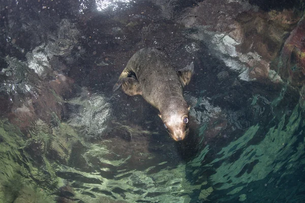 Щенок морской лев под водой смотрит на тебя — стоковое фото