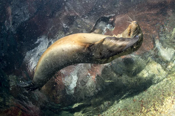 Welpe Seelöwe unter Wasser schaut dich an — Stockfoto