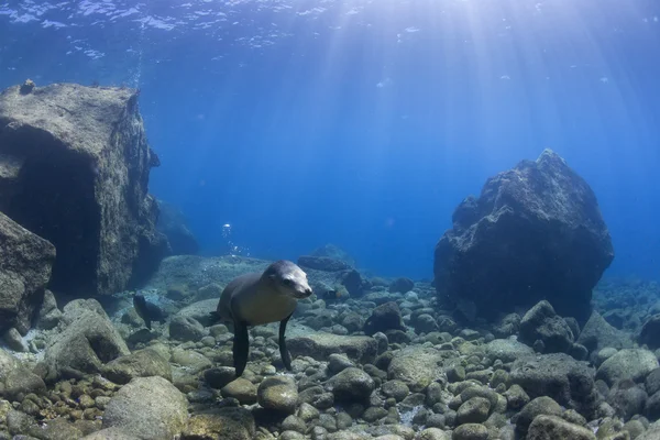 Welpe Seelöwe unter Wasser schaut dich an — Stockfoto