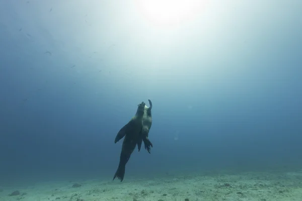 Puppy sea lion underwater looking at you — Stock Photo, Image