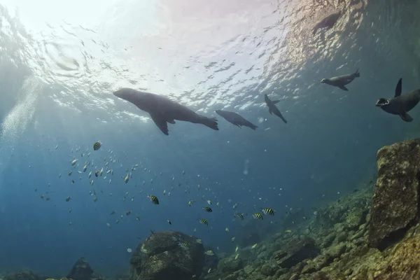 Familie von Seelöwen unter Wasser schaut dich an — Stockfoto