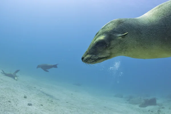 Welpe Seelöwe unter Wasser schaut dich an — Stockfoto