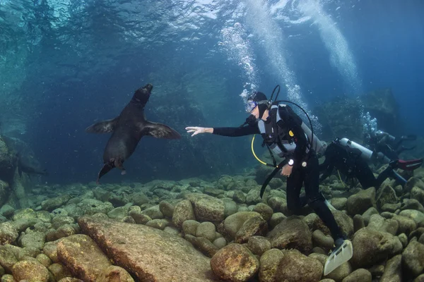 Puppy sea lion underwater looking at you — Stock Photo, Image