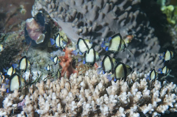 Macro dettaglio in corallo duro di Raja Ampat — Foto Stock