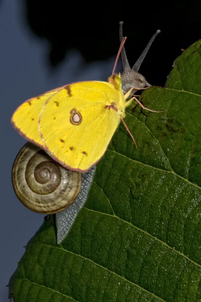 Gelber Schmetterling auf einer Schnecke — Stockfoto