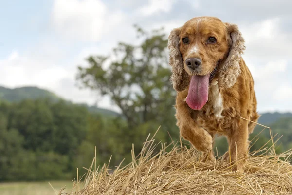 Cocker spaniel hund tittar på dig — Stockfoto