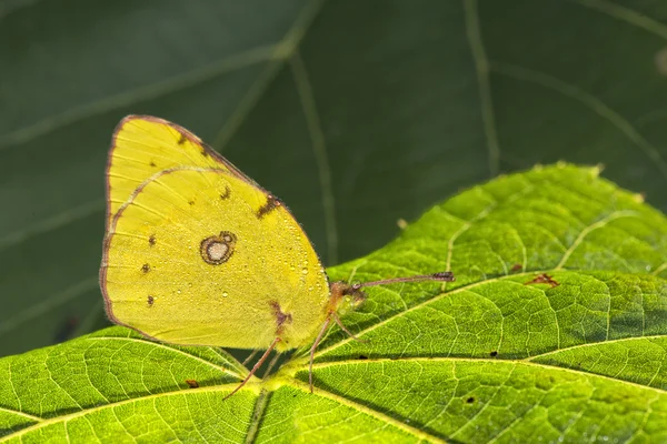 Mariposa amarilla sobre una hoja verde —  Fotos de Stock