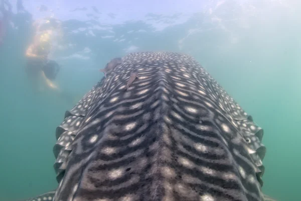 Tiburón ballena acercándose a un buceador bajo el agua en Baja California —  Fotos de Stock