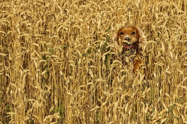 Hund som kör i fältet weath — Stockfoto