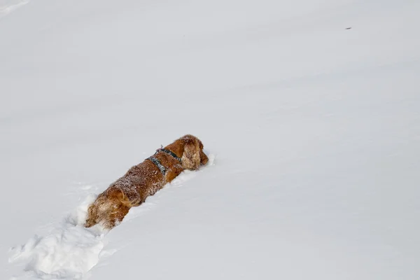 Hundvalp fördriva tiden leker i snön — Stockfoto