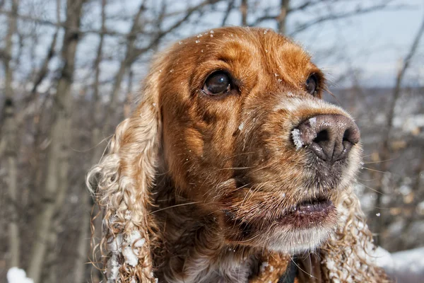 Hundvalp fördriva tiden leker i snön — Stockfoto