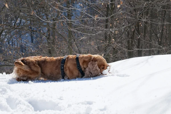 Cane cucciolo mentre gioca sulla neve — Foto Stock