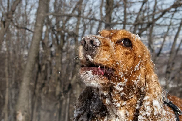 Hundvalp fördriva tiden leker i snön — Stockfoto