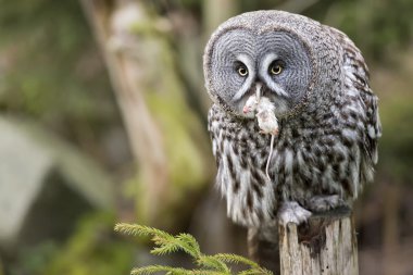 Grey owl portrait while eating a mouse clipart