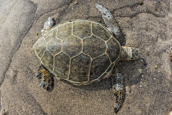 Tartaruga verde na praia arenosa — Fotografia de Stock