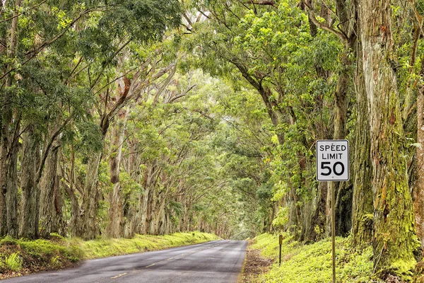 Hawaii ön trädet tak skogsväg — Stockfoto