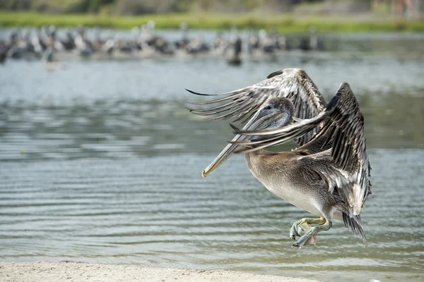 Pelikan portre — Stok fotoğraf