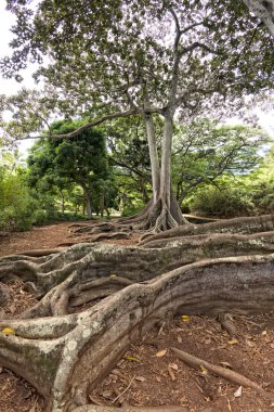 Karayip Korsanları dizi hawaii tropik yağmur ormanı içinde