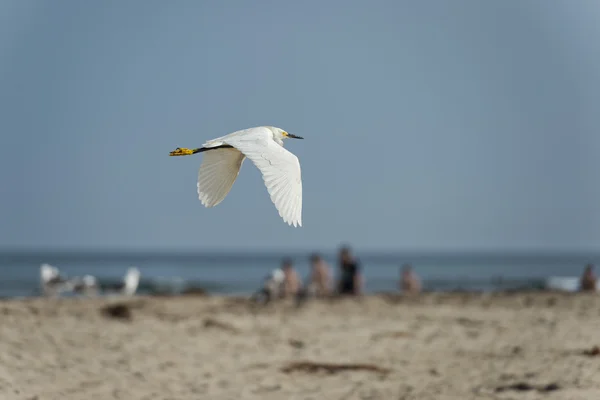 White egret heron portrait — Stock Photo, Image