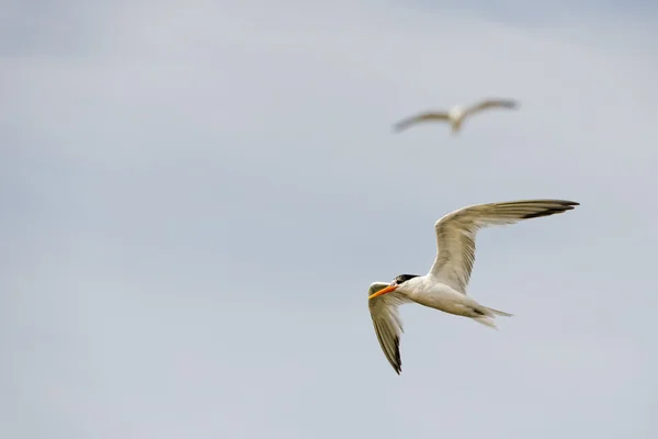Retrato de gaivota de garça branca — Fotografia de Stock