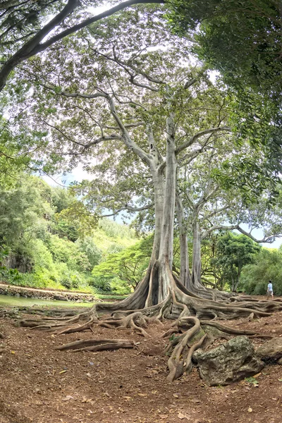 Dentro foresta pluviale tropicale in Hawaii serie di pirati di caraibici — Foto Stock