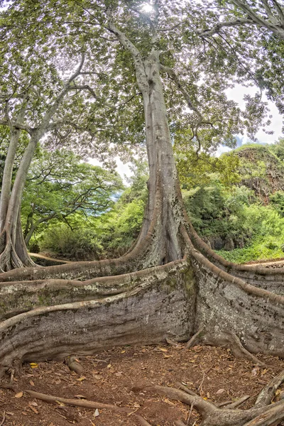 Inside tropical rainforest in Hawaii set of pirates of caribbean — Stock Photo, Image