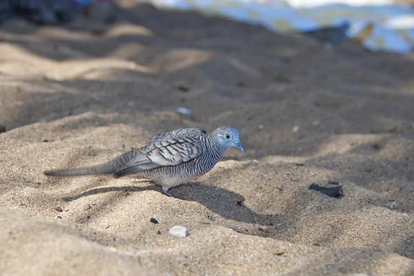 Pássaro pomba manchado chinês na praia havaiana — Fotografia de Stock
