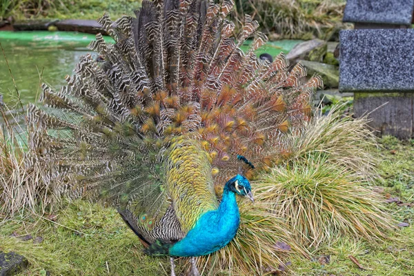 Tavus kuşu harika tüy açık tekerlek portre — Stok fotoğraf