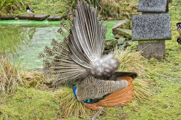 Uccello pavone meraviglioso piuma ritratto ruota aperta — Foto Stock