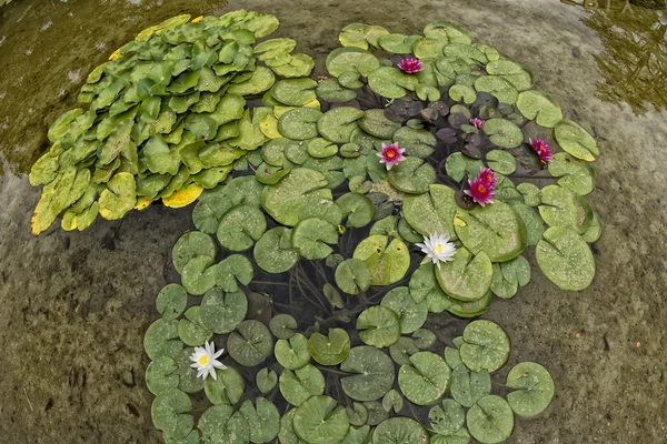 Agua Lily reflejo de la flor en el agua —  Fotos de Stock