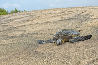 Soepschildpad op zanderige strand in Hawaï